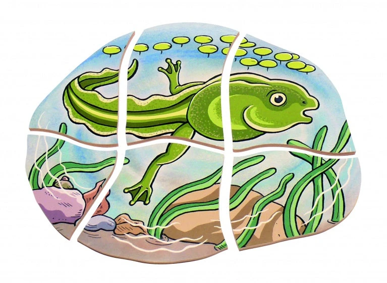 Beleduc Vormenpuzzel Kikker Junior Hout 28 Stukjes - Afbeelding 3